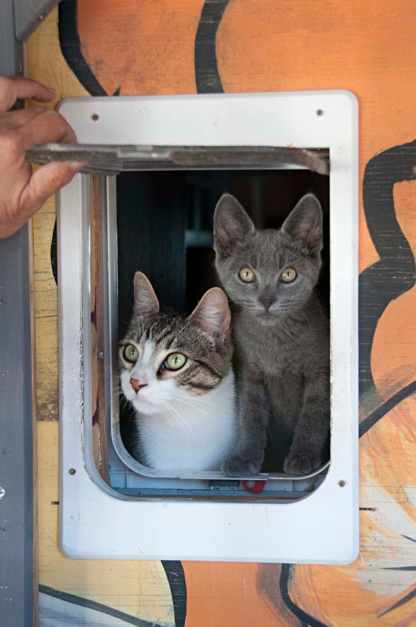 Kittens cat door.jpg