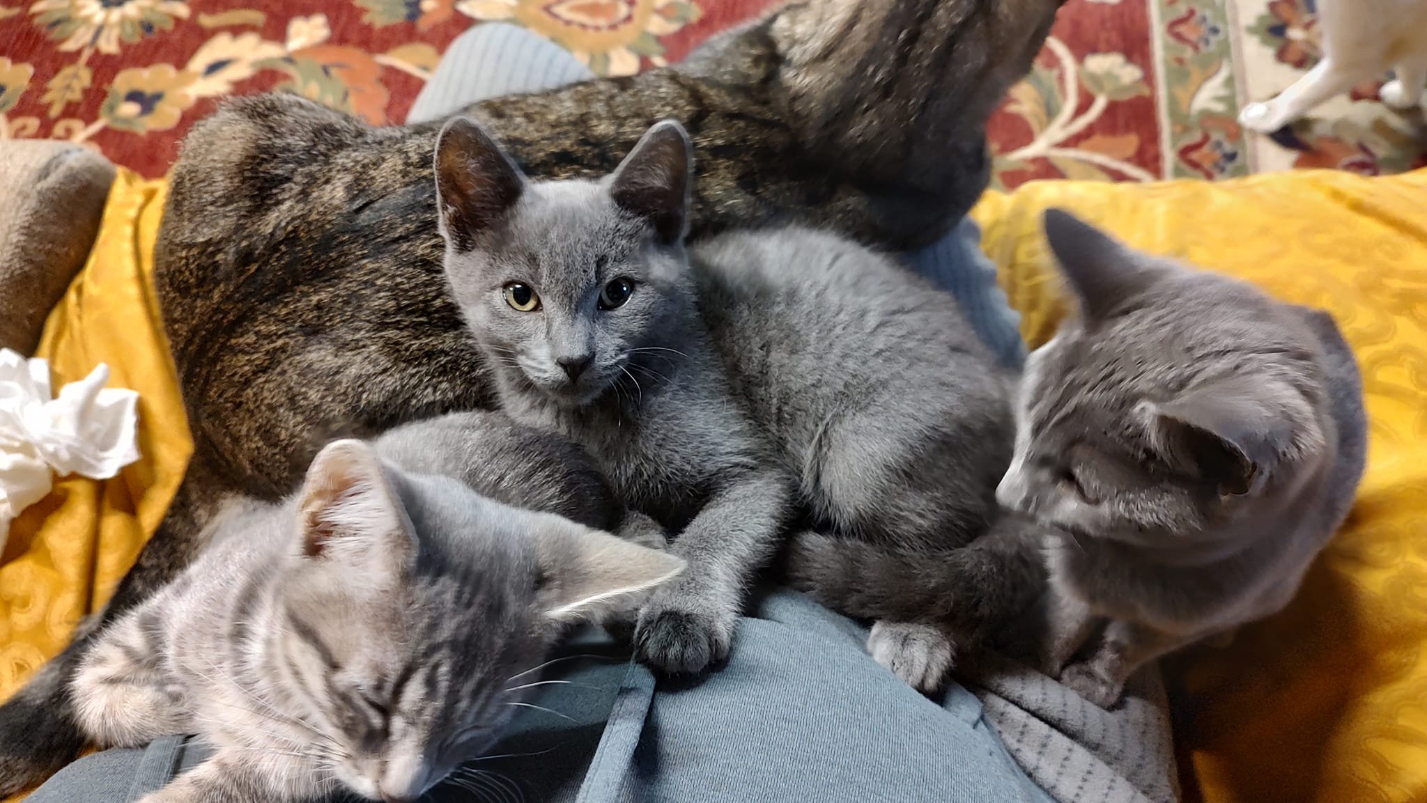 Tule Town kittens.jpg