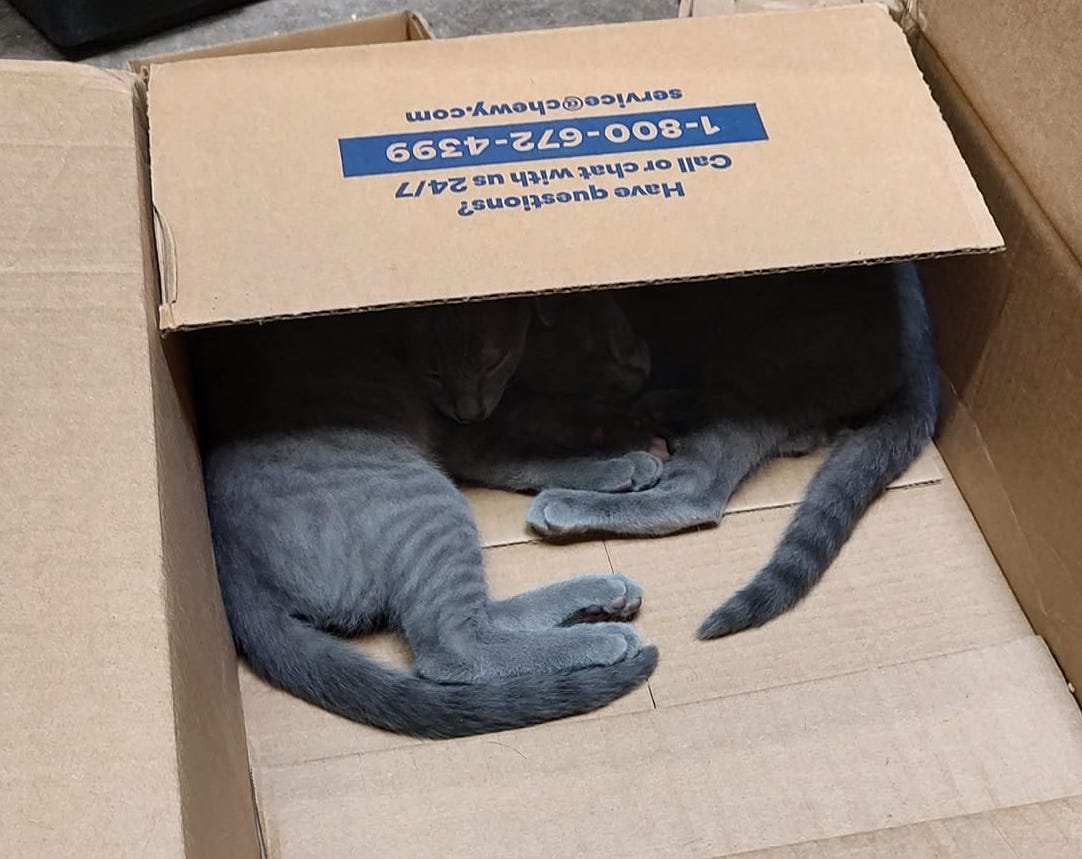 Kittens box.jpg