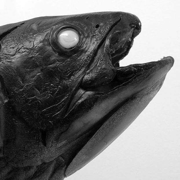 Lazarus Taxon