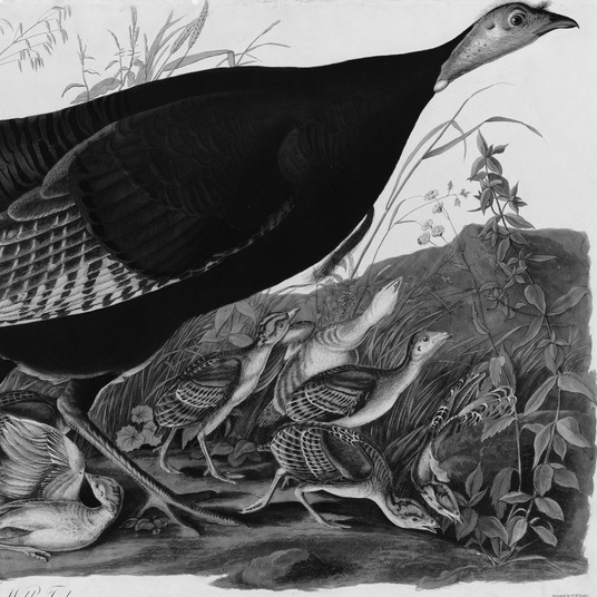 Ben Franklin's Turkey Letter