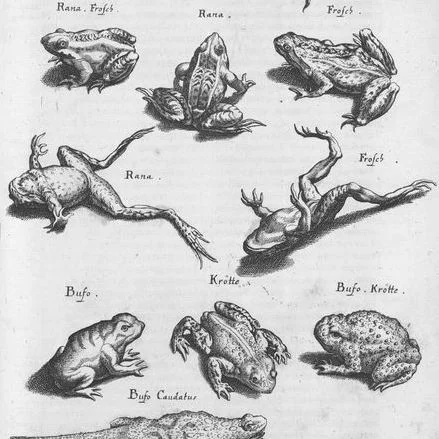 Frog Invasion