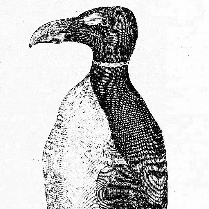 Last of the Great Auks