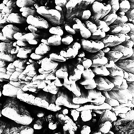 Chicken of the Woods