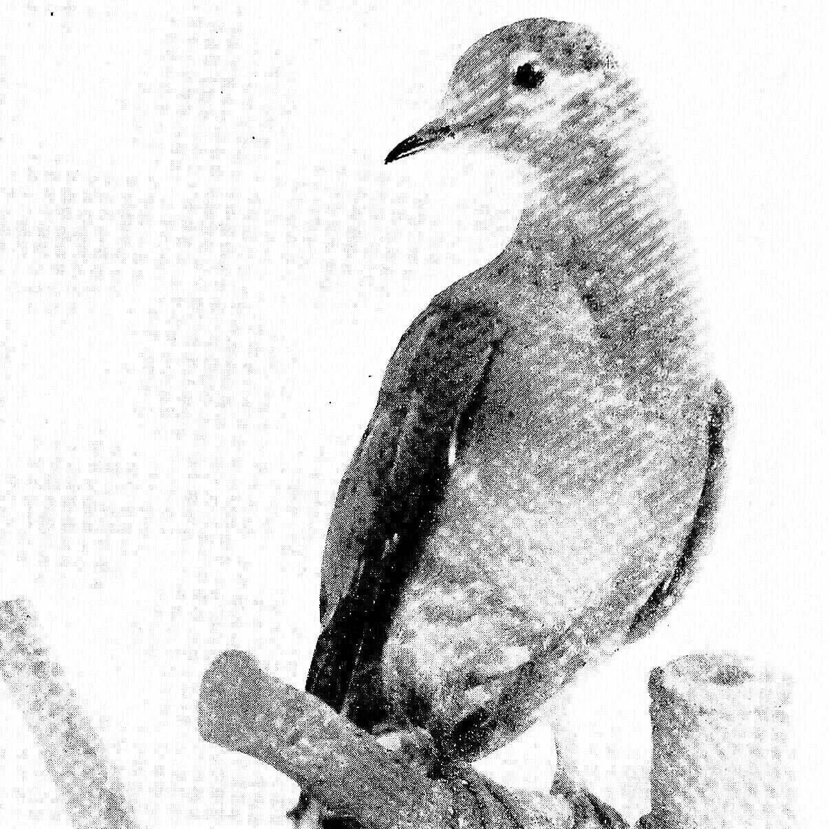 The Last Passenger Pigeon