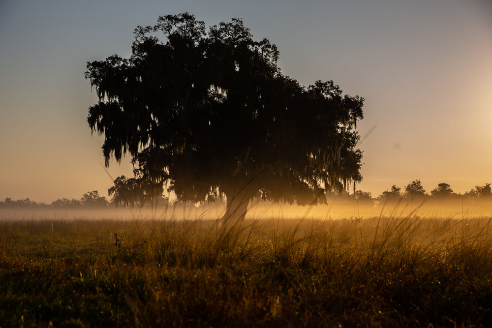 how-to-shoot-low-light-trees-sunrise-zack-smith
