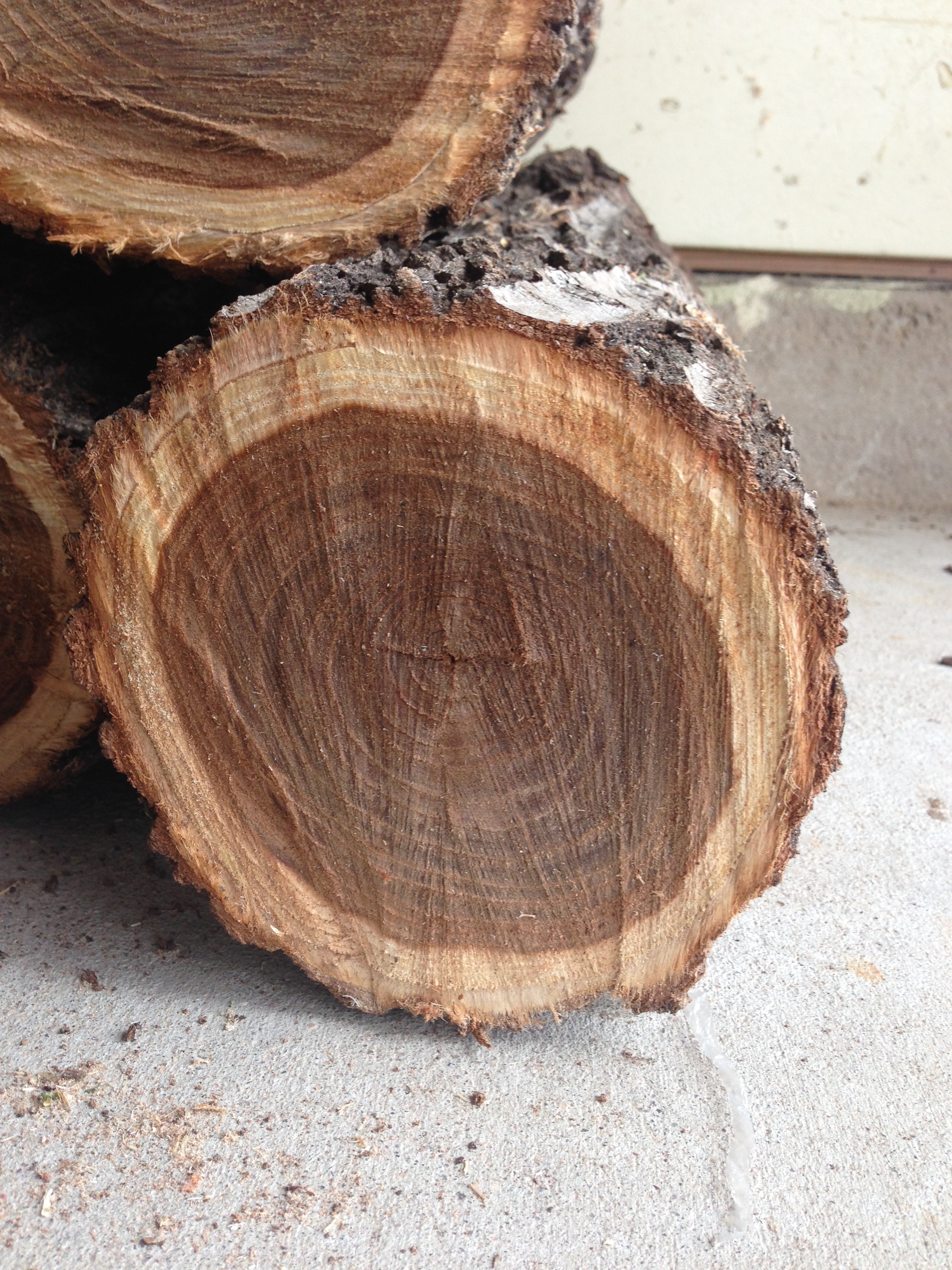American Elm