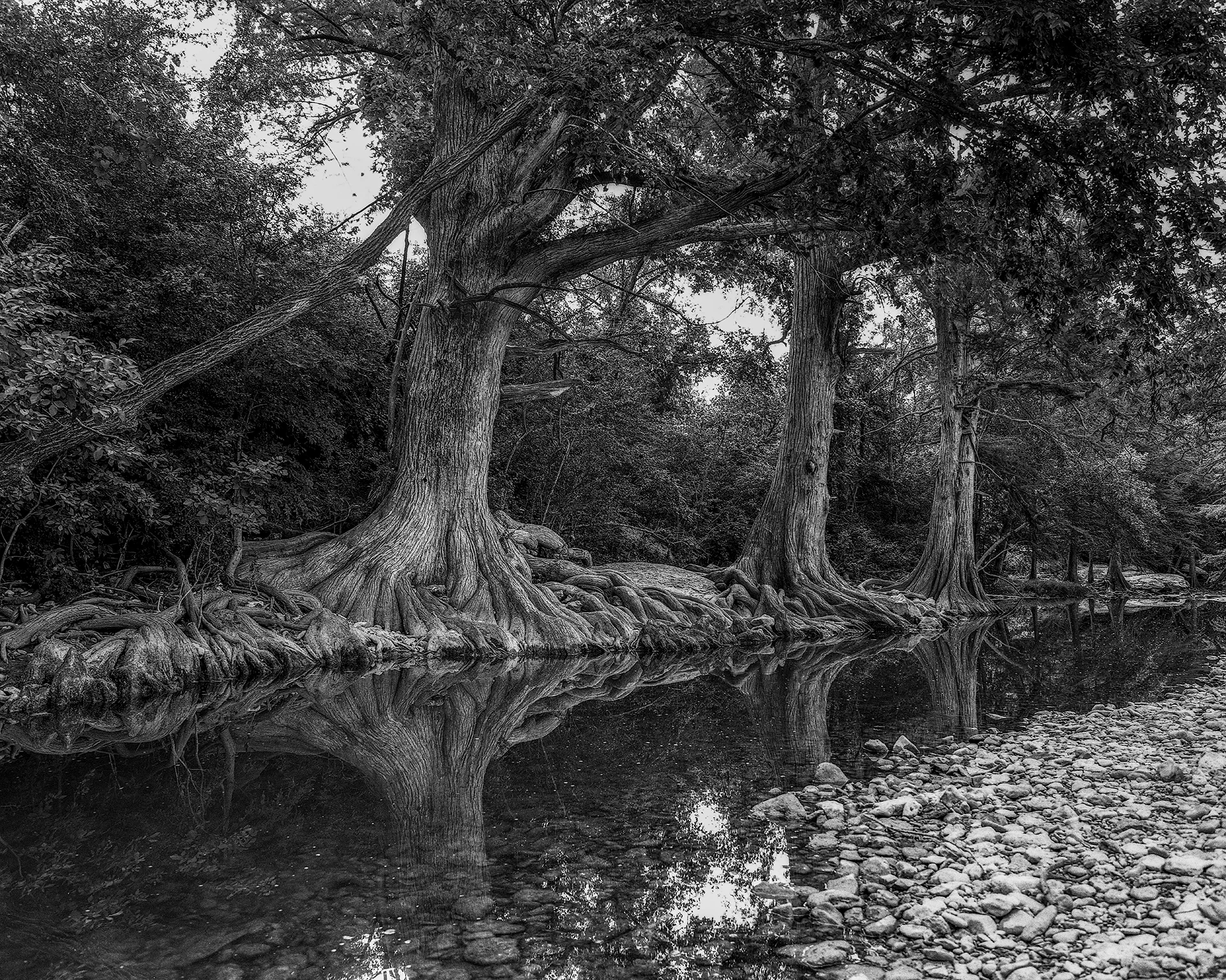 Roots