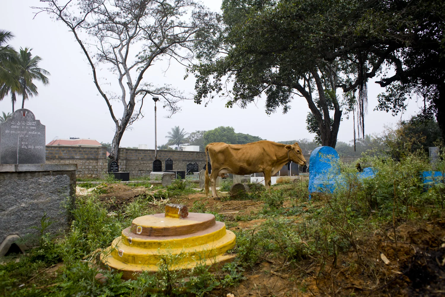Bangalore_Bengaluru_8171.jpg