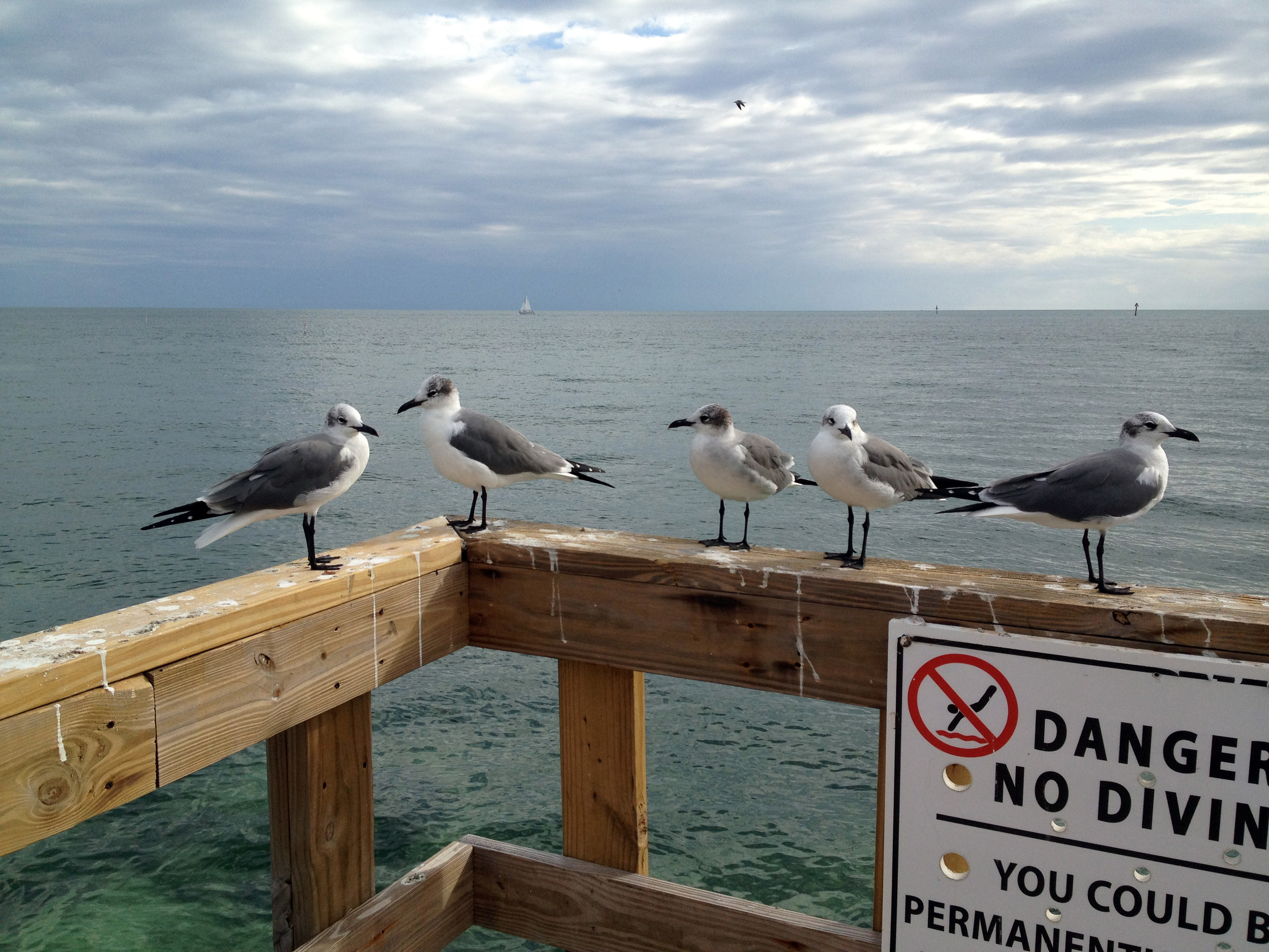 Gulls_Edit.jpg