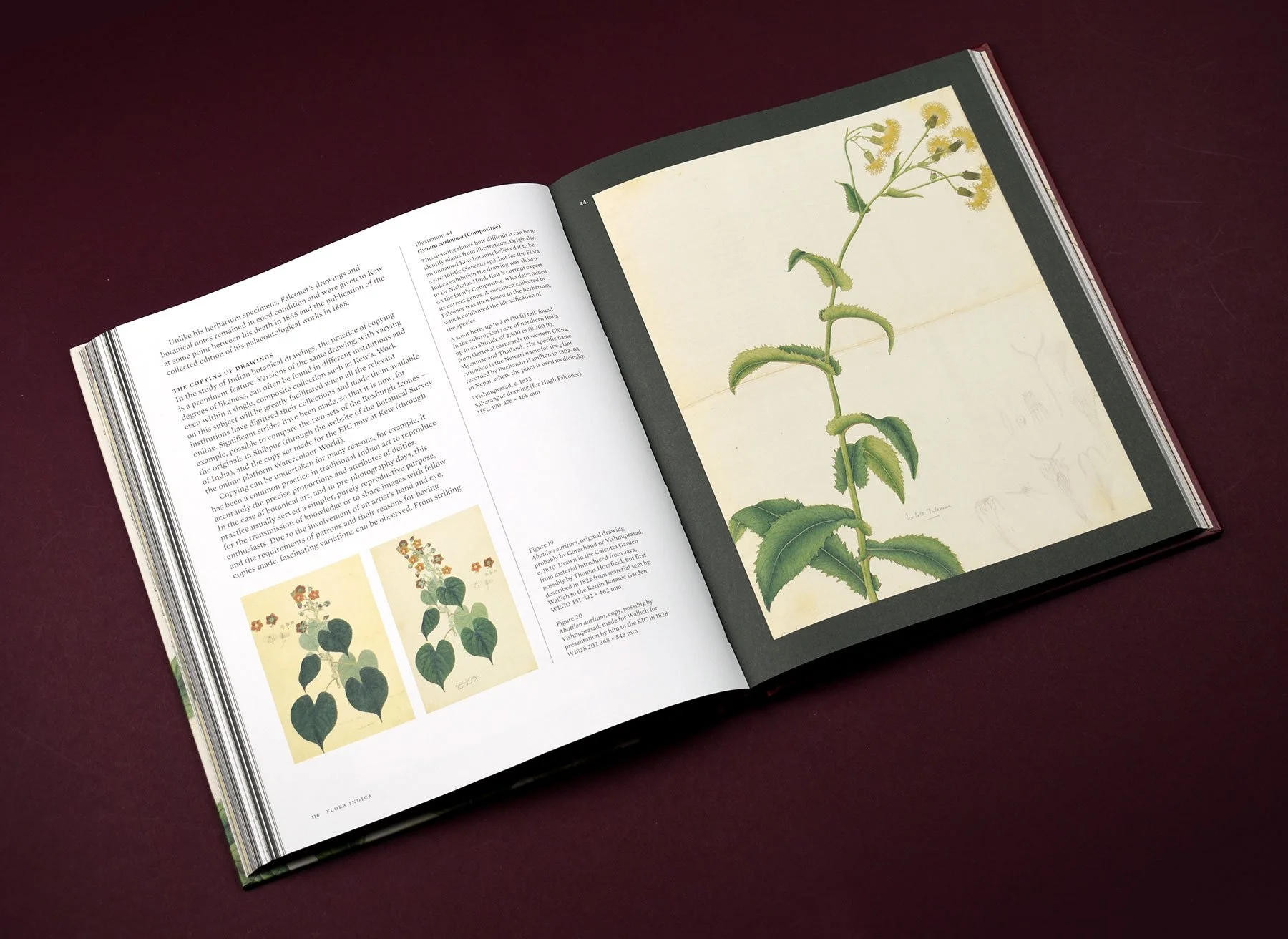 Flora-Indica-8.jpg