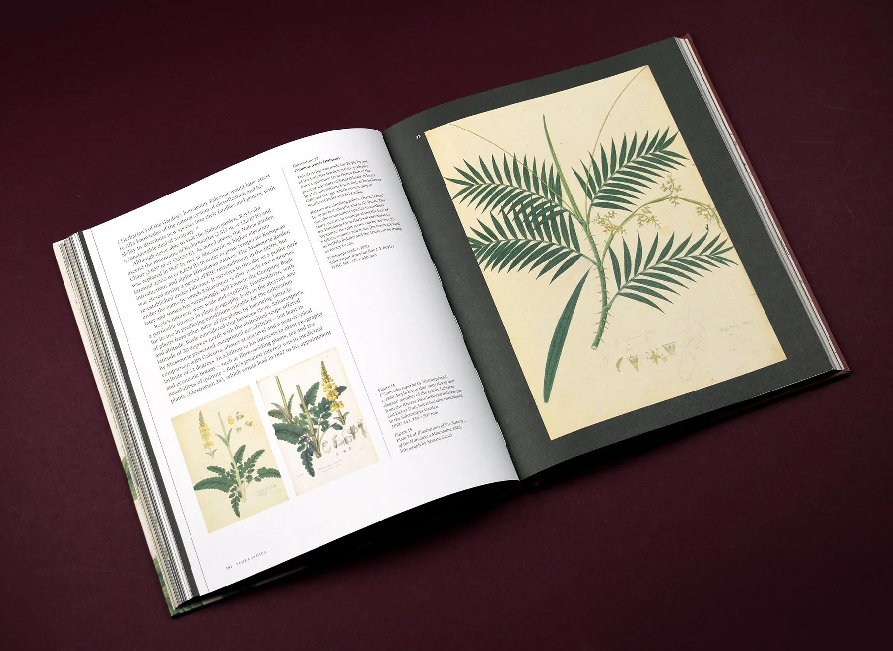 Flora-Indica-10.jpg