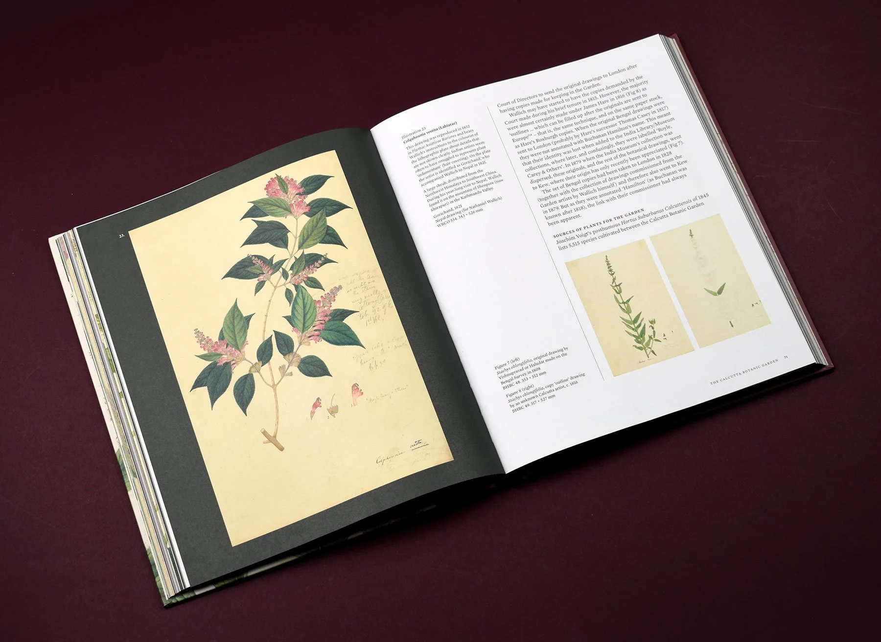 Flora-Indica-16.jpg