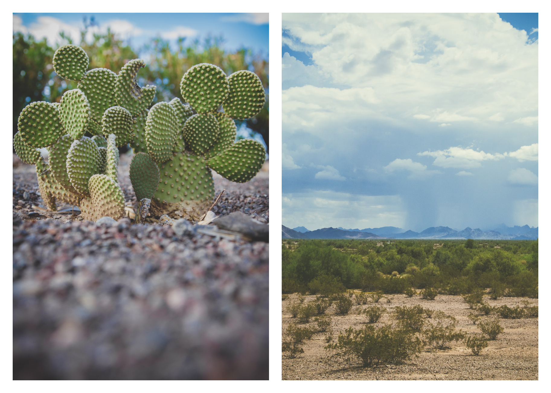 Left: Shot at f/2.8 for a shallow depth of field to get just the cactus in focus / Right: Shot at f/16 to get the whole landscape in focus