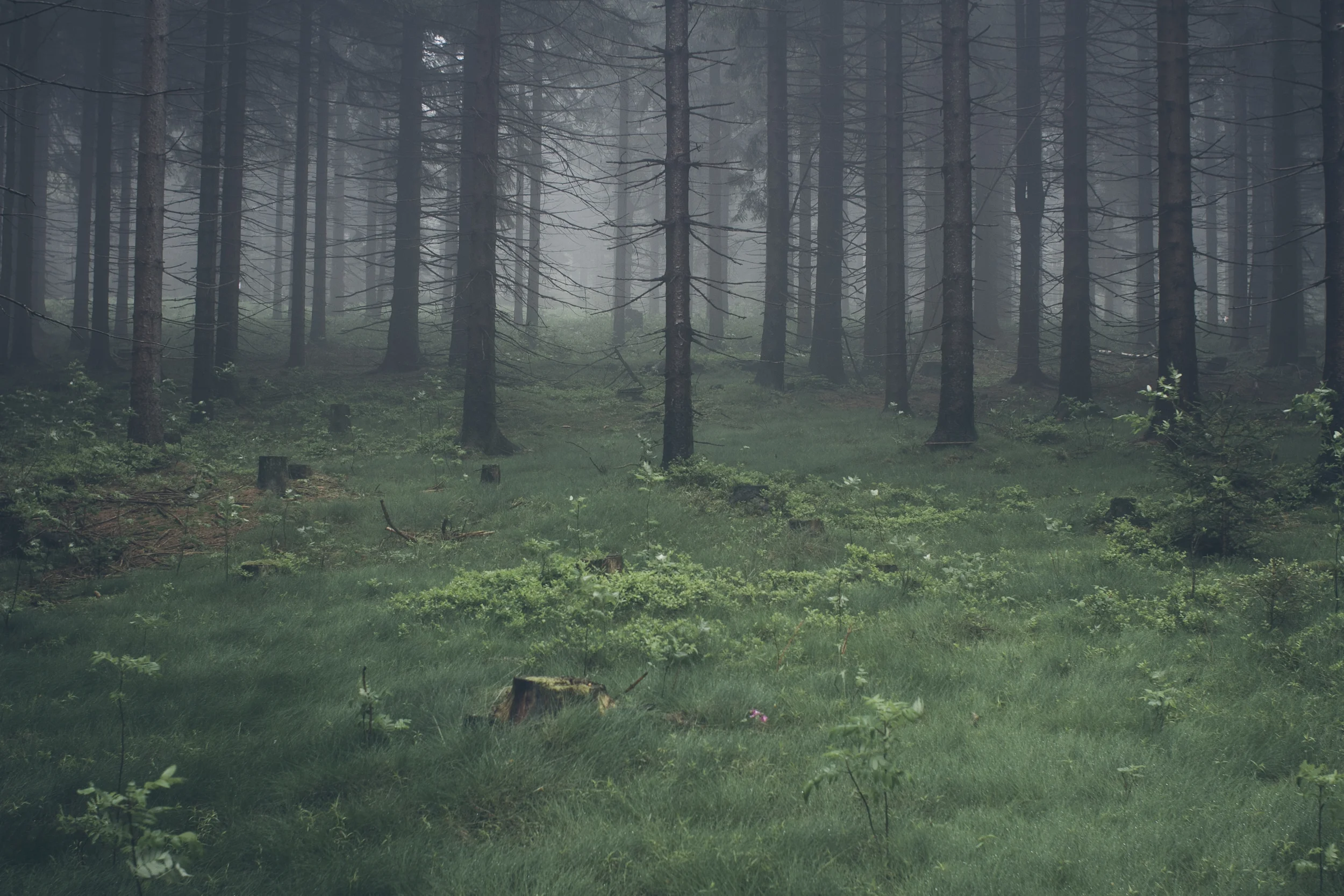 foggy-forests-are-great.jpg