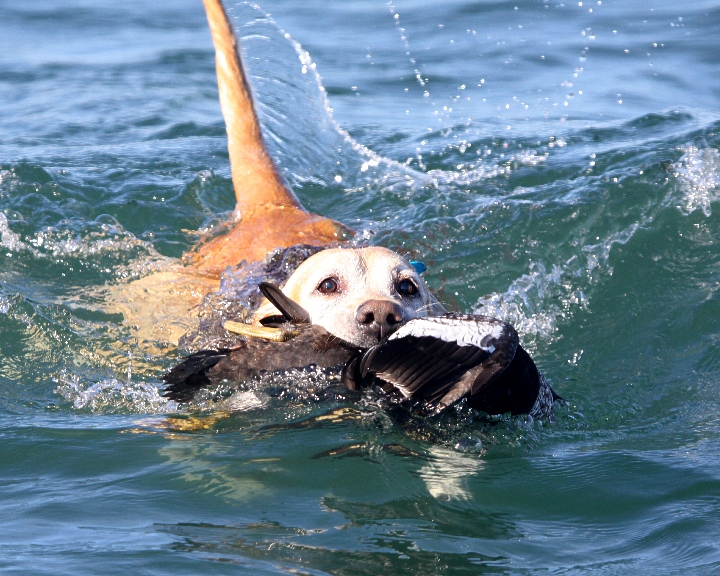 Deke's Eider4.jpg