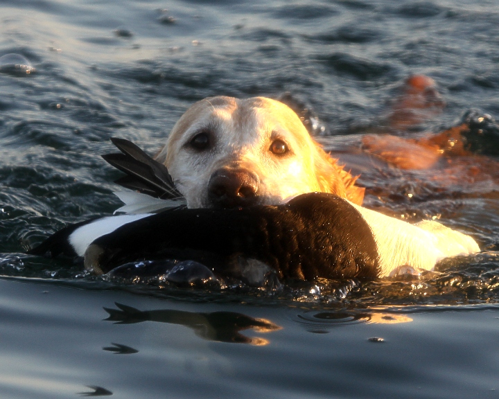 Prime Eider5.jpg