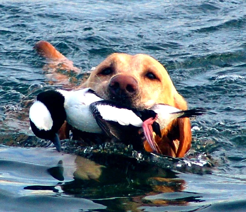 Deke Drake Buffy close up2.jpg
