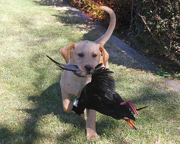 Diesel first duck exposure4.jpg