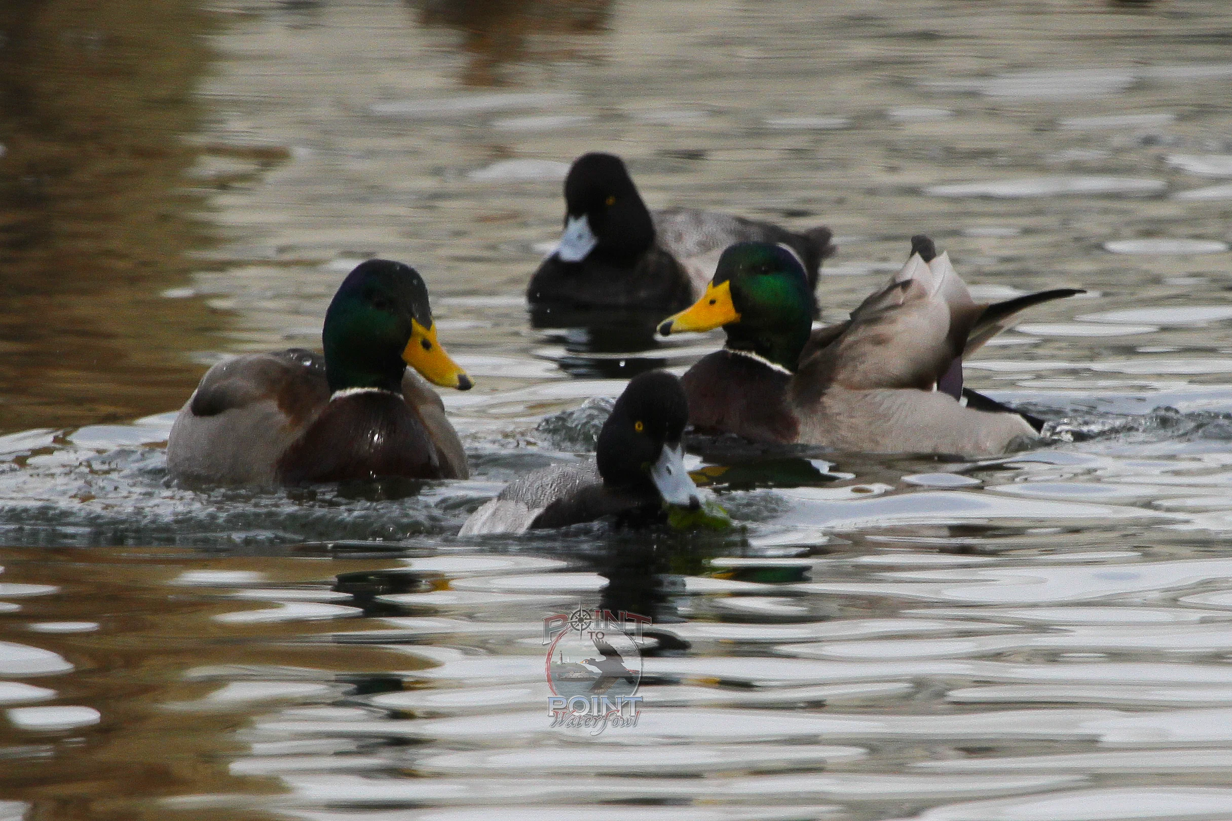 BillMallard2.jpg