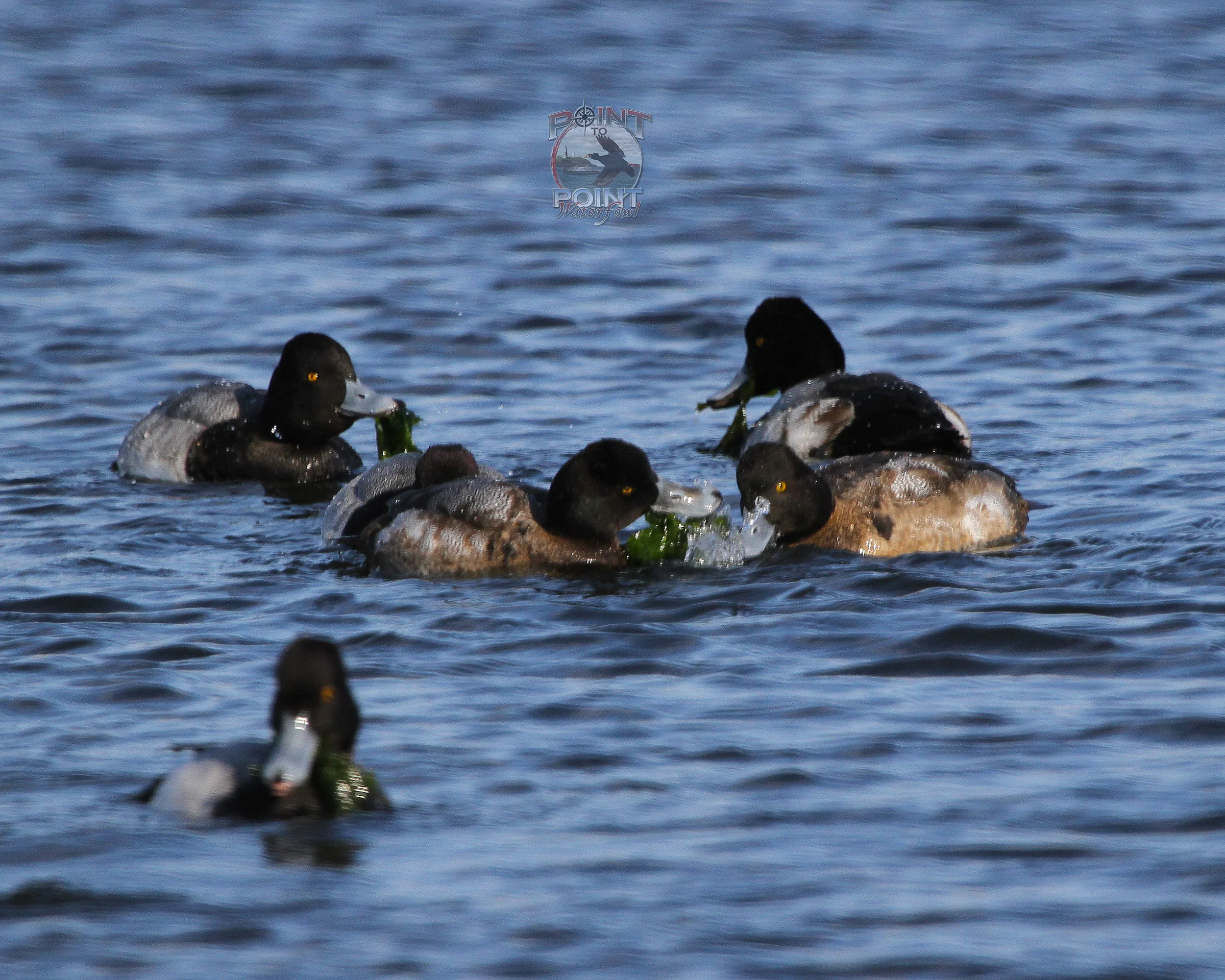 Bill Feeding Frenzy 2.jpg