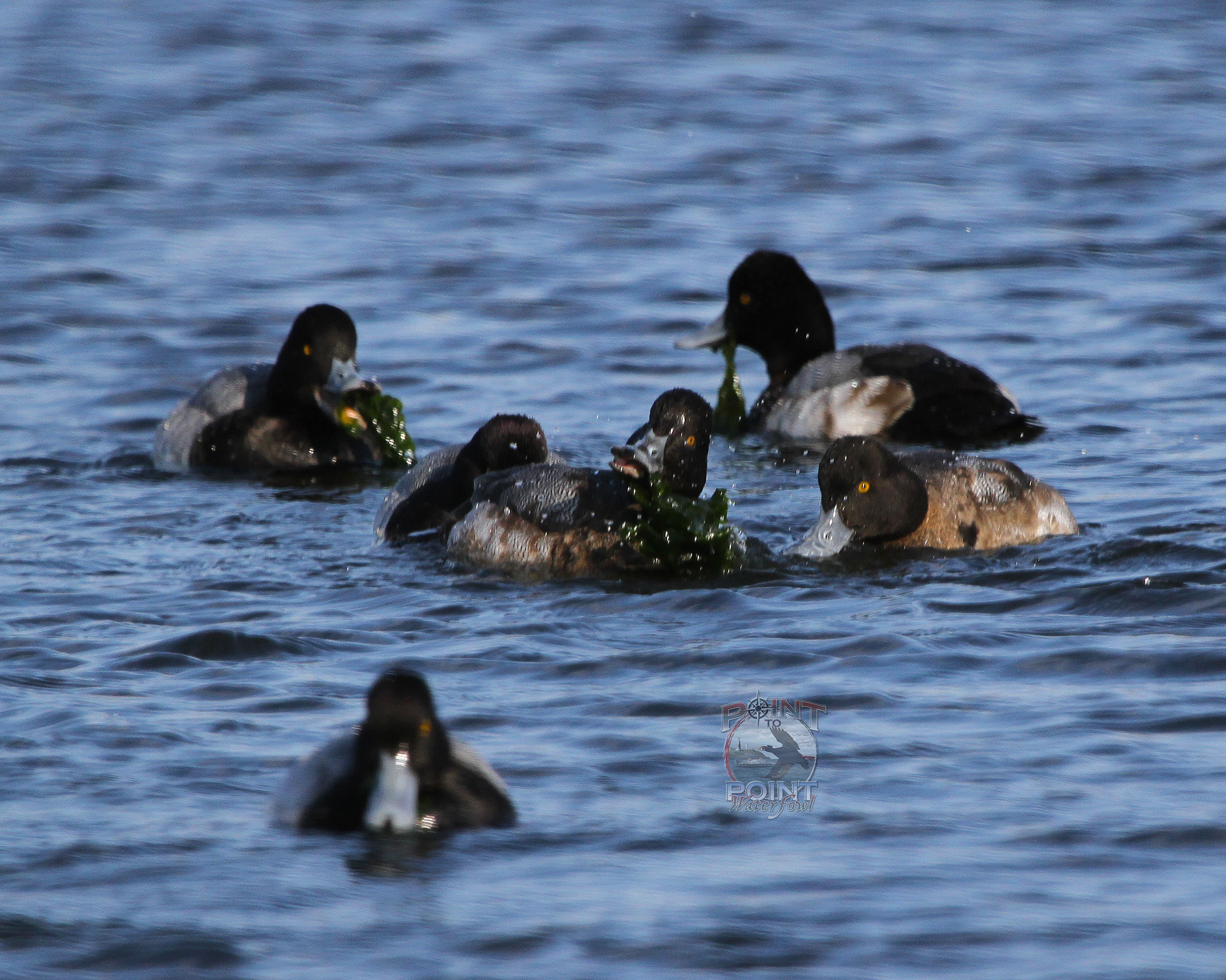 Bill Feeding Frenzy 3.jpg