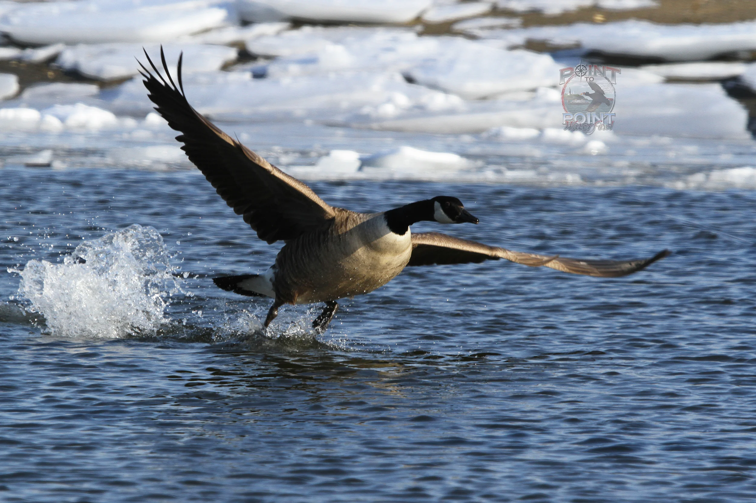 Goose in Flight 17.jpg