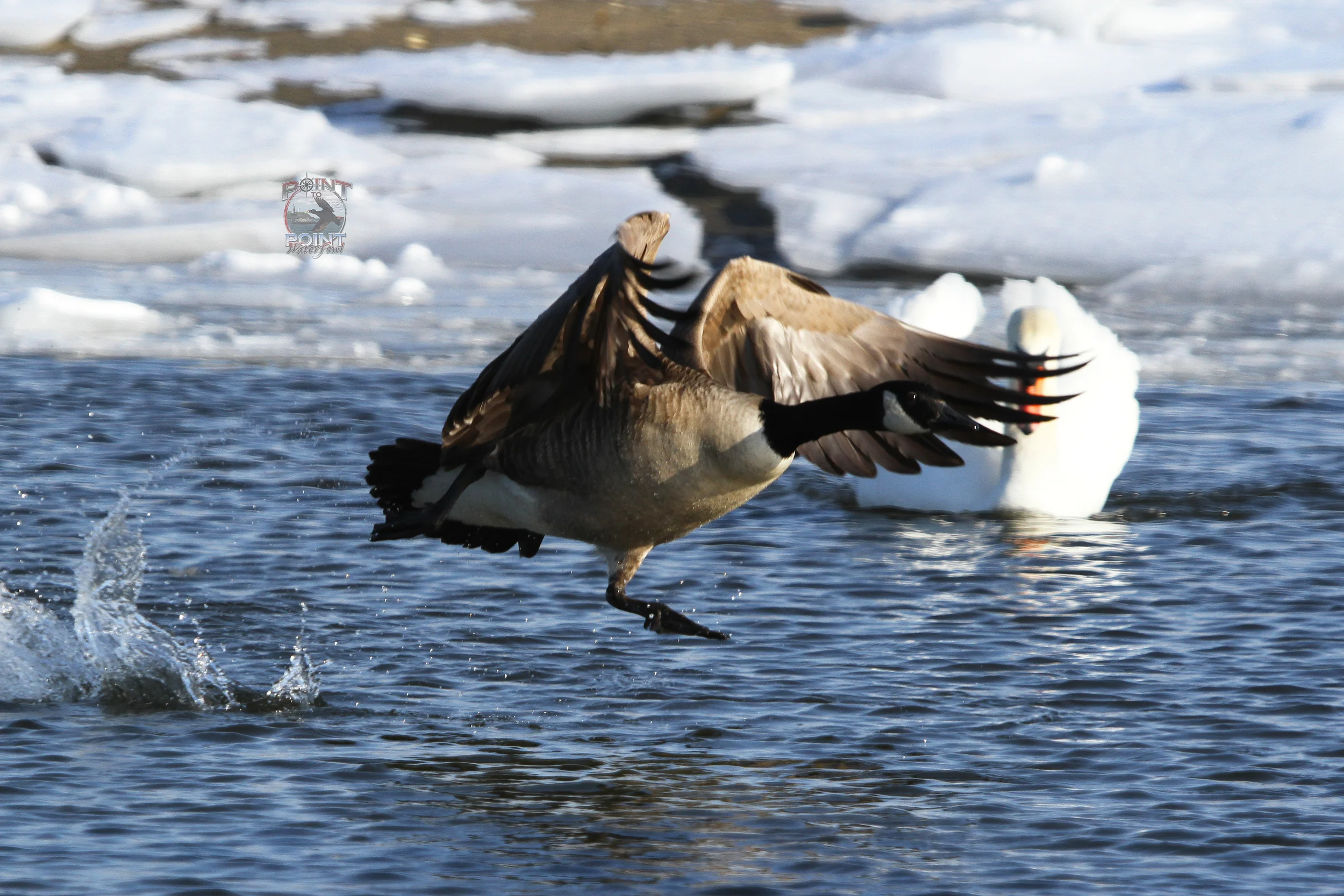 Goose in Flight 18.jpg