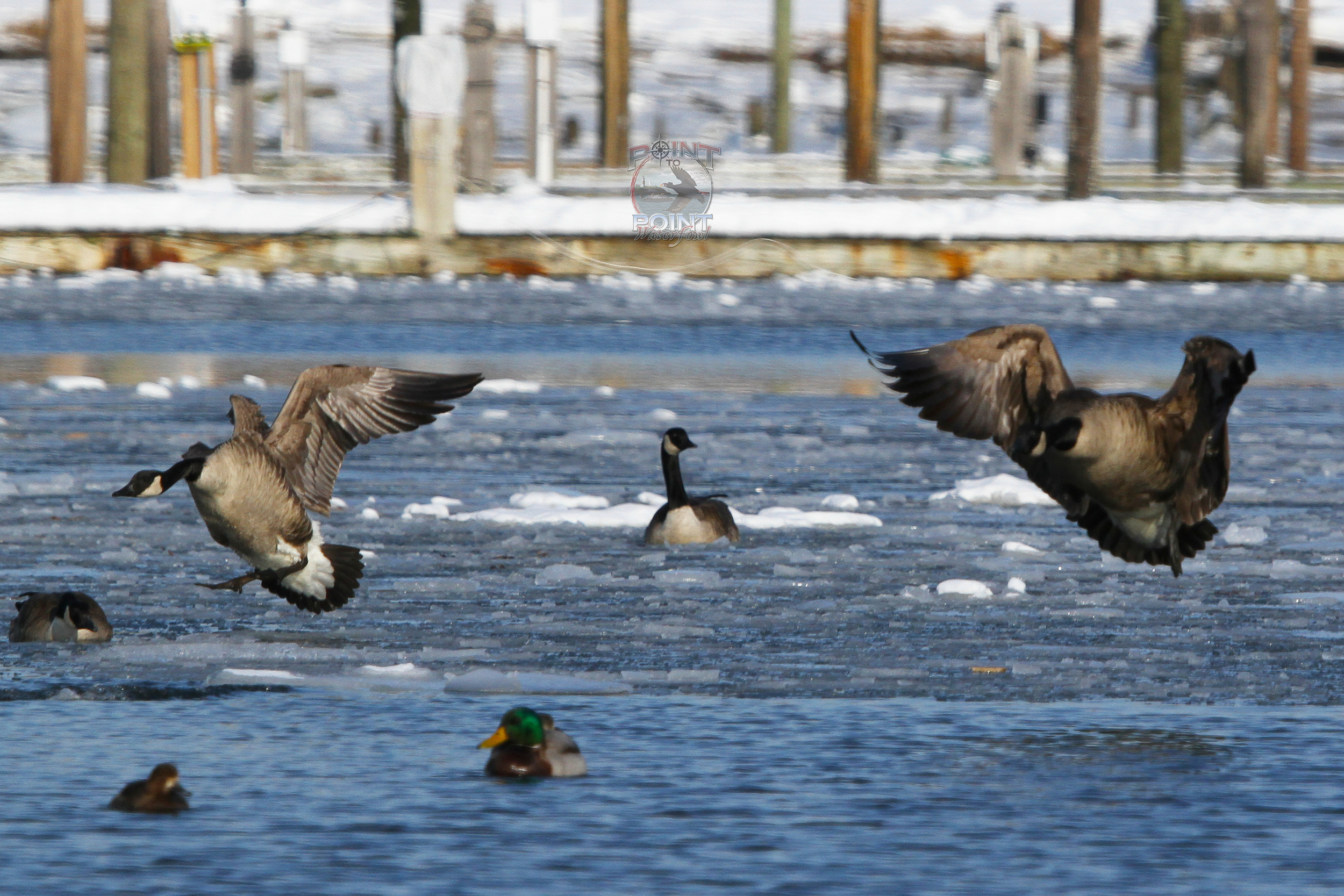 Geese Boats 6.jpg