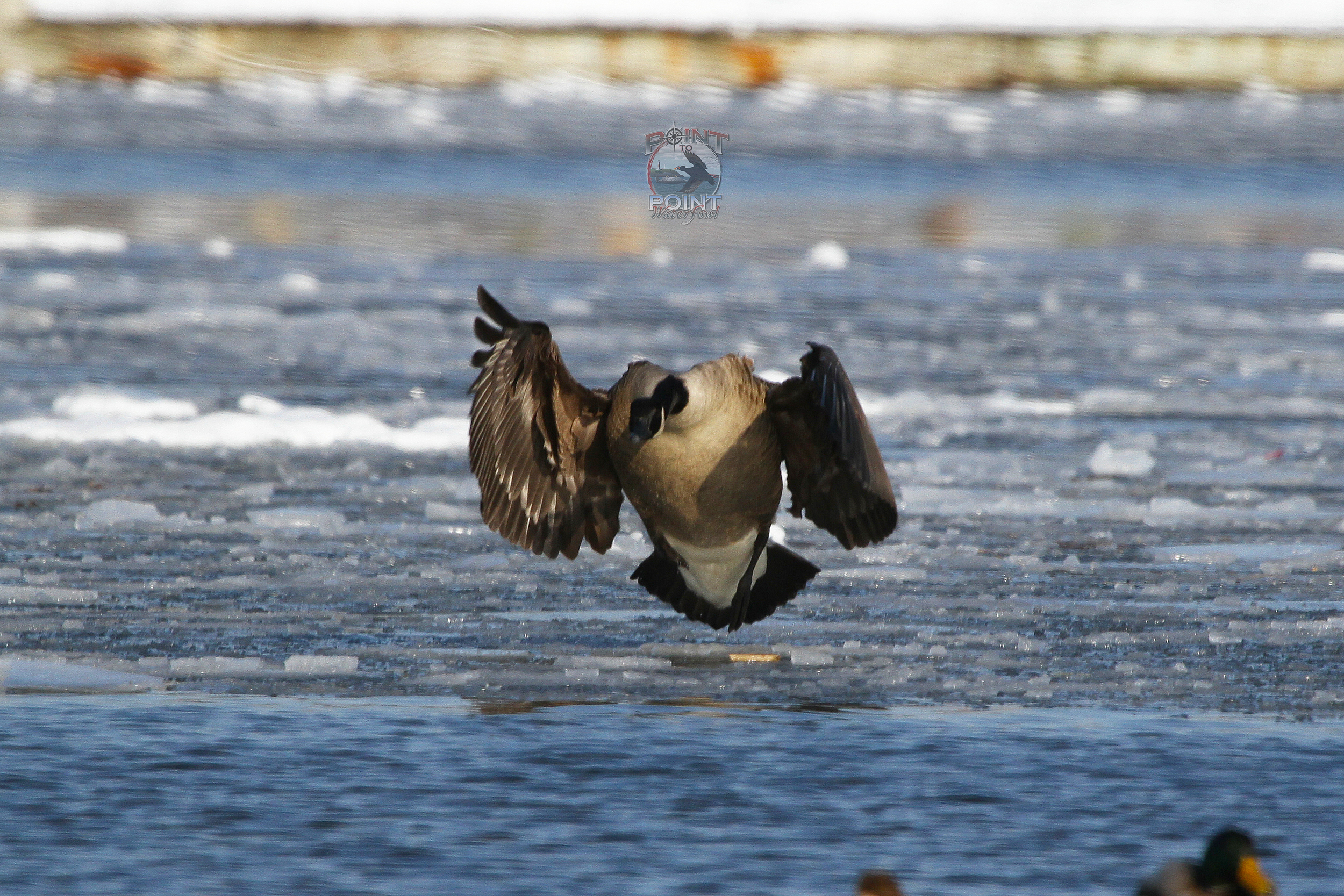 Geese Boats 14.jpg