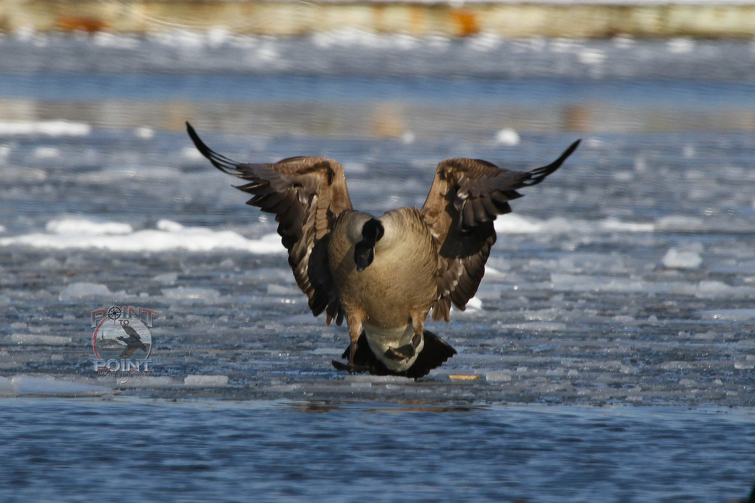 Geese Boats 15.jpg