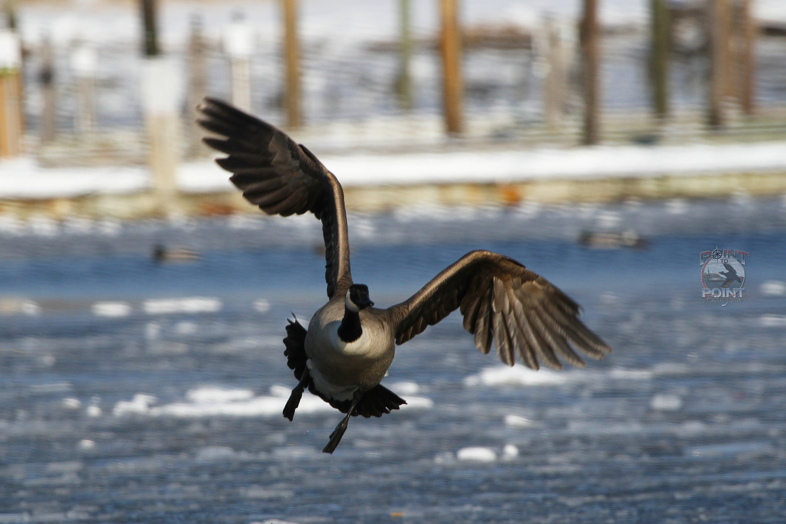 Goose in Flight 7.jpg