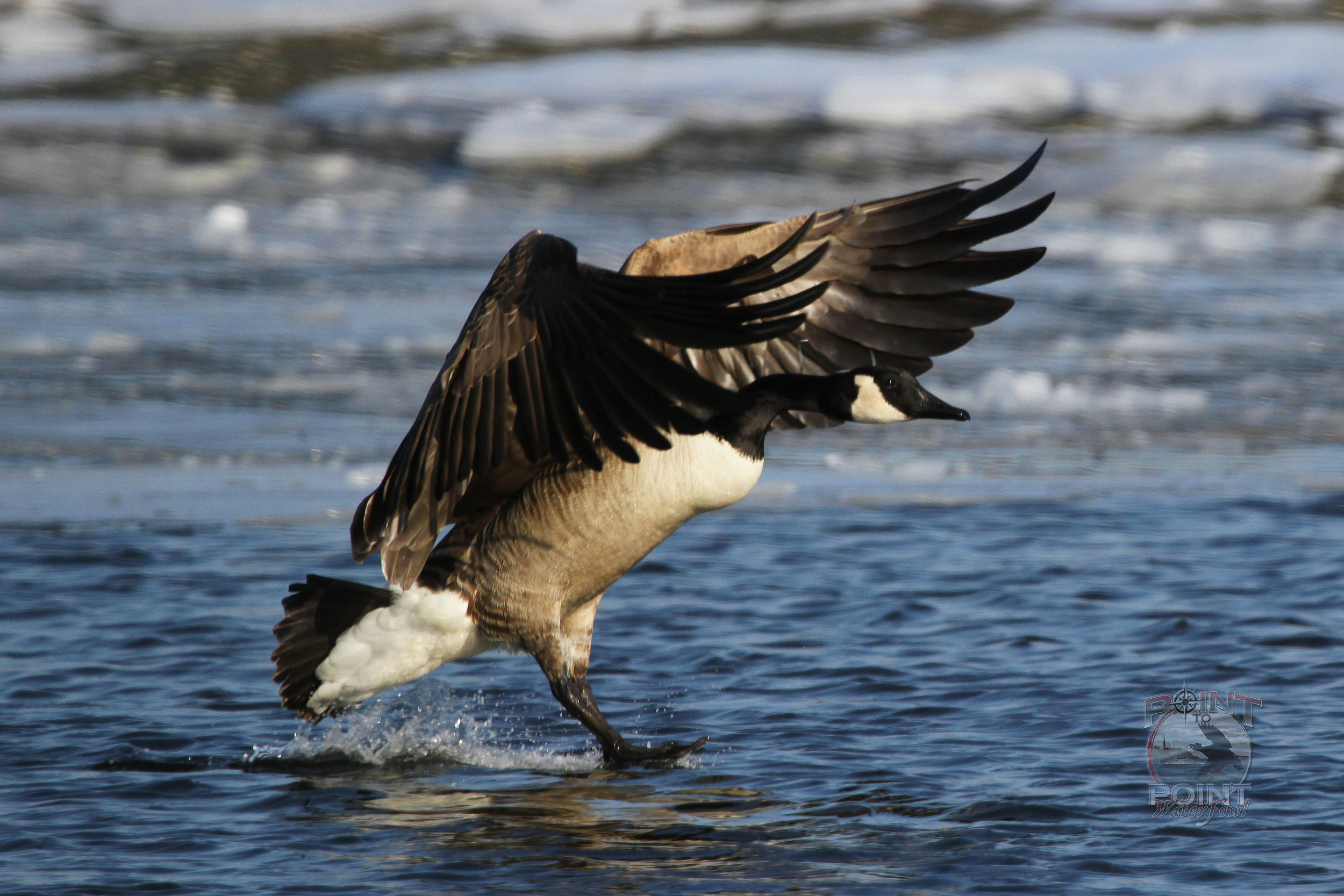 Goose in Flight 11.jpg