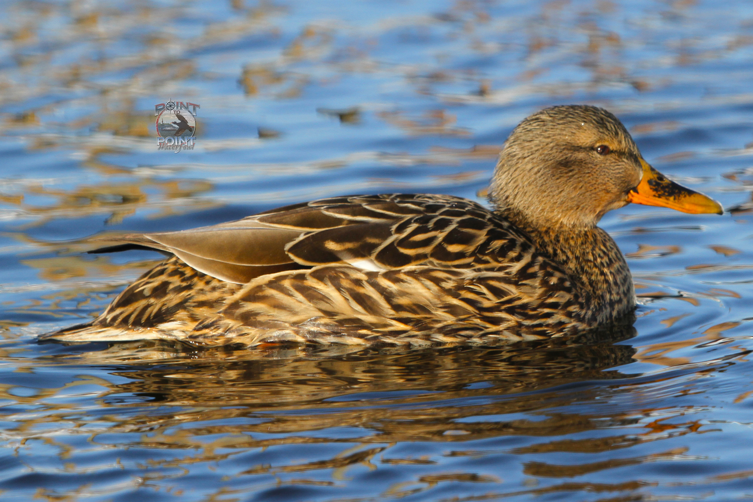 Hen Mallard 8.jpg