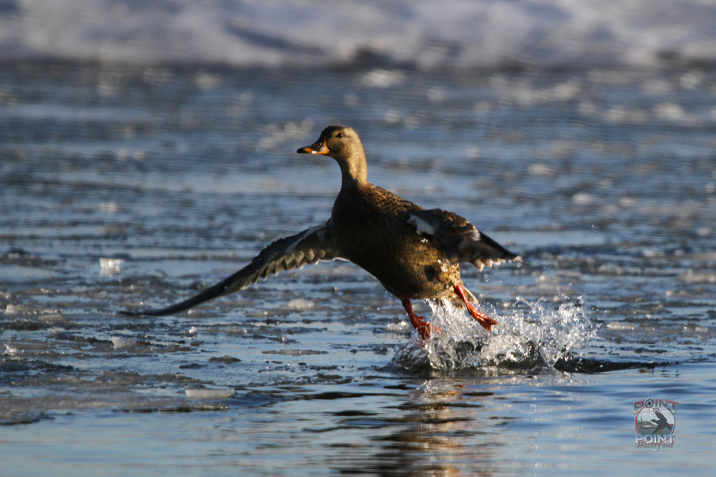 Hen Mallard 9.jpg