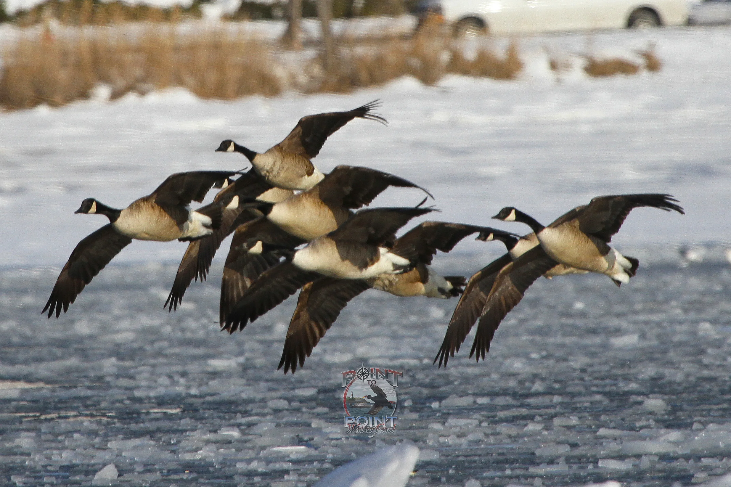 Ice Geese 2.jpg