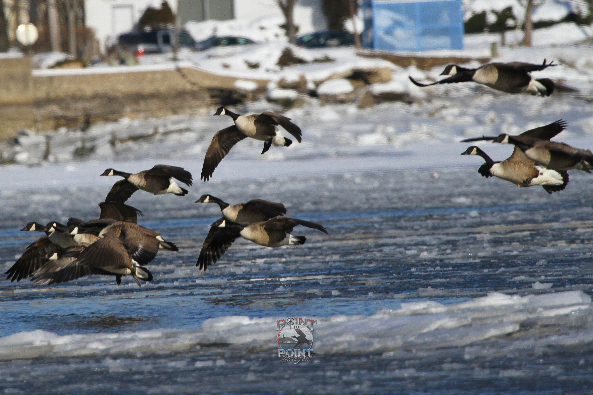 Ice Geese 3.jpg