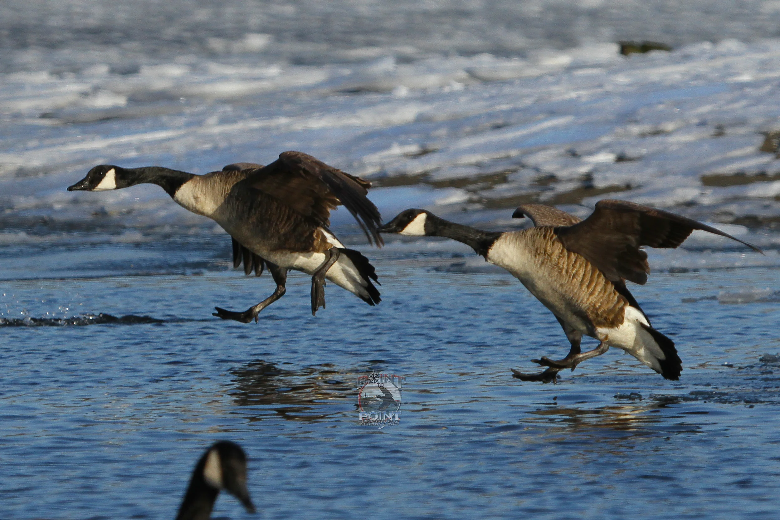 Ice Geese 7.jpg