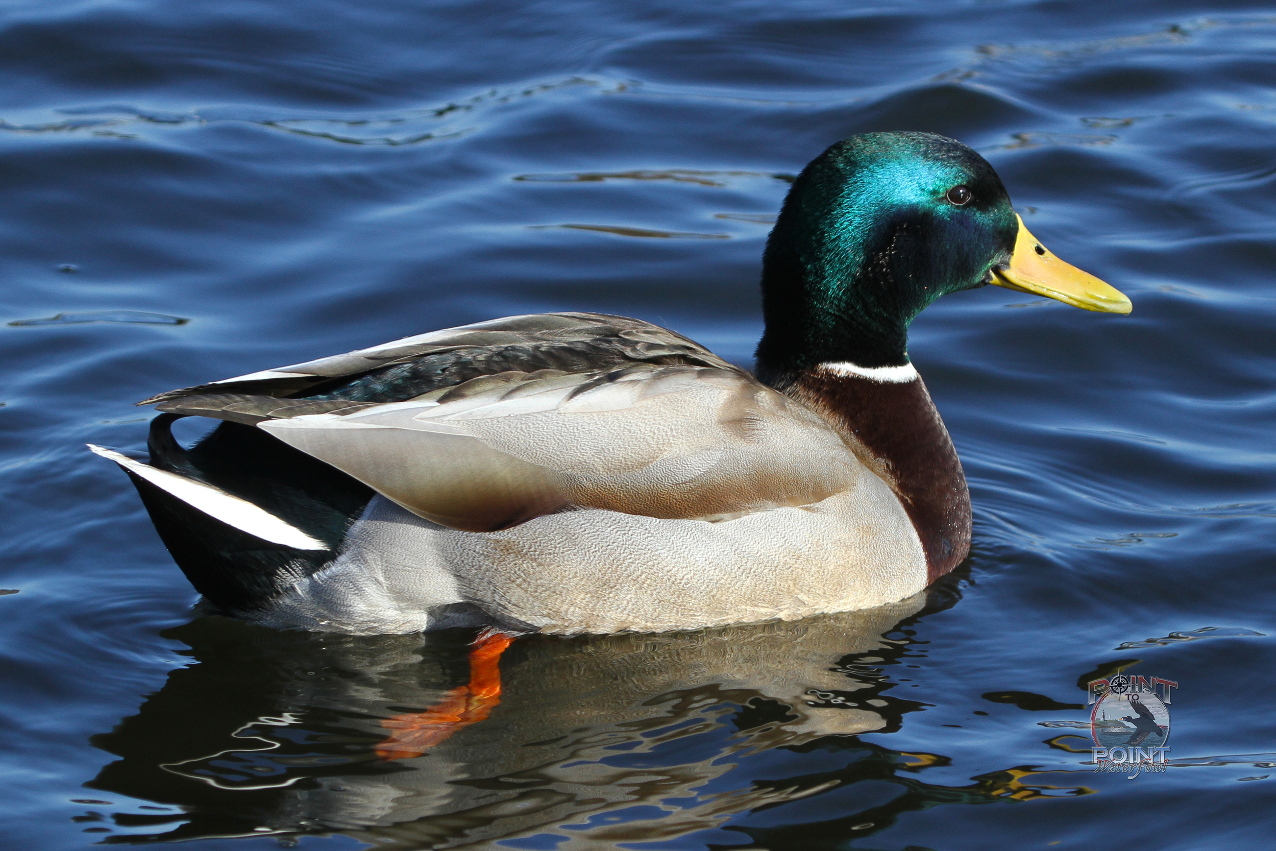 Mallard 3.jpg