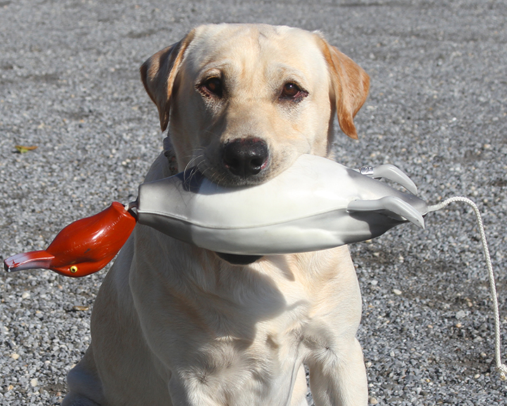 forcefetch4b.jpg