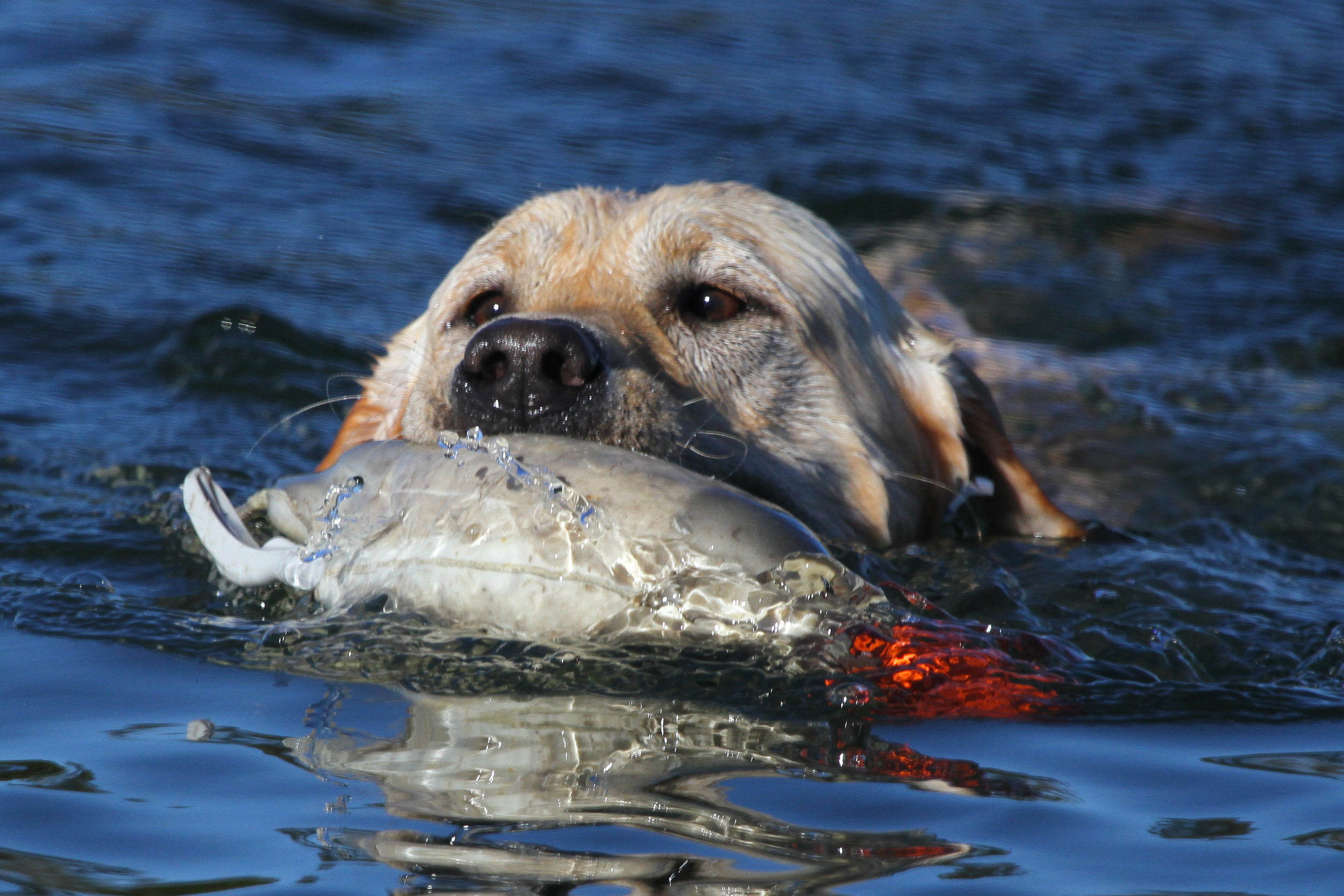 Mako Boat Training 11.jpg