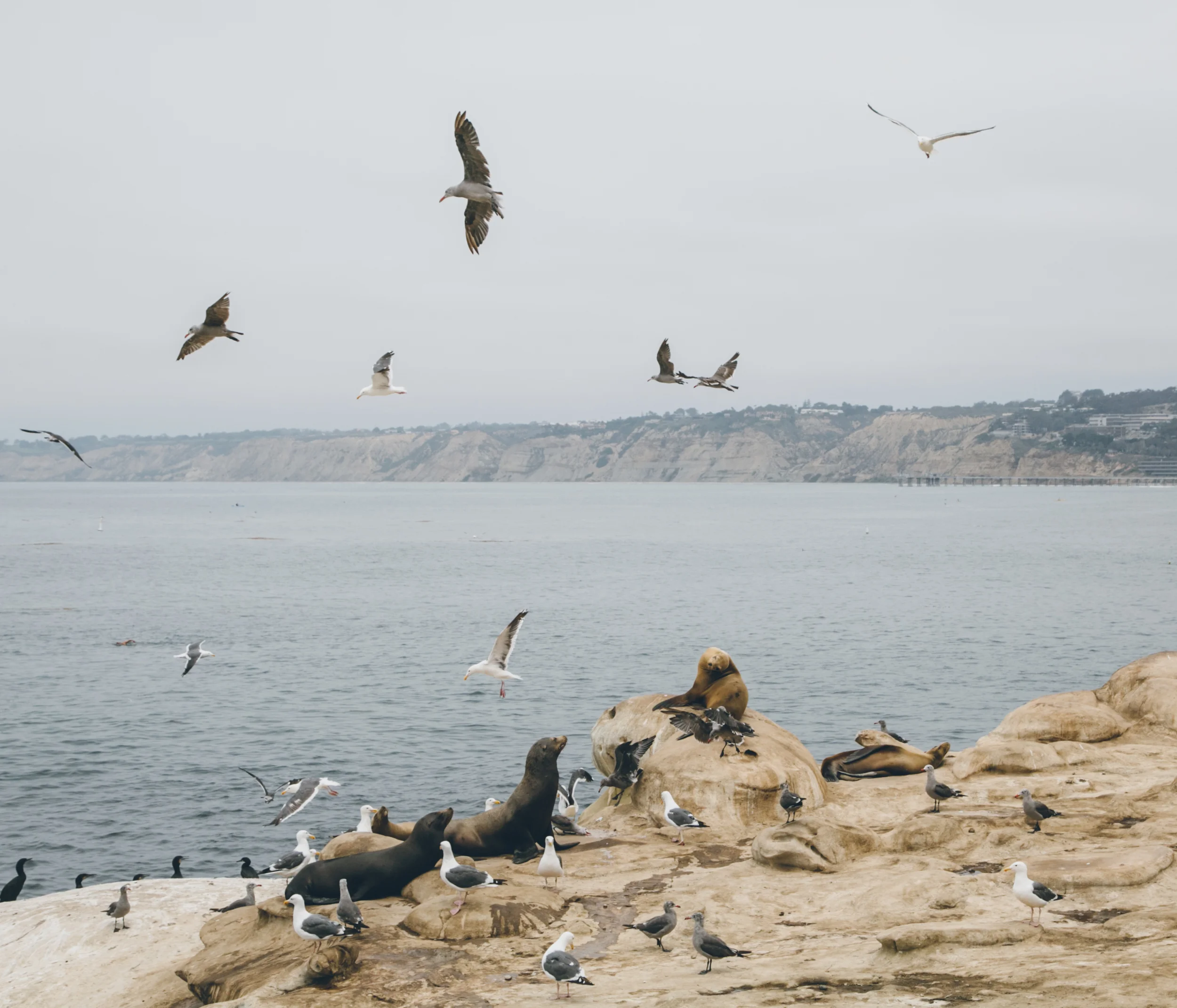 sandiego-23.jpg