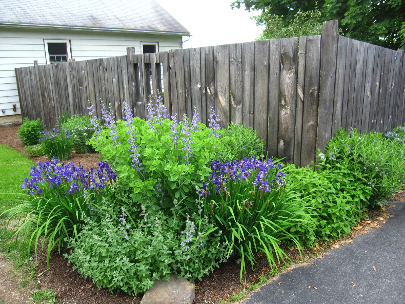  This dog fence of&nbsp;weathered pine becomes the backdrop to this lovely little garden by Dirty Girls Design. 