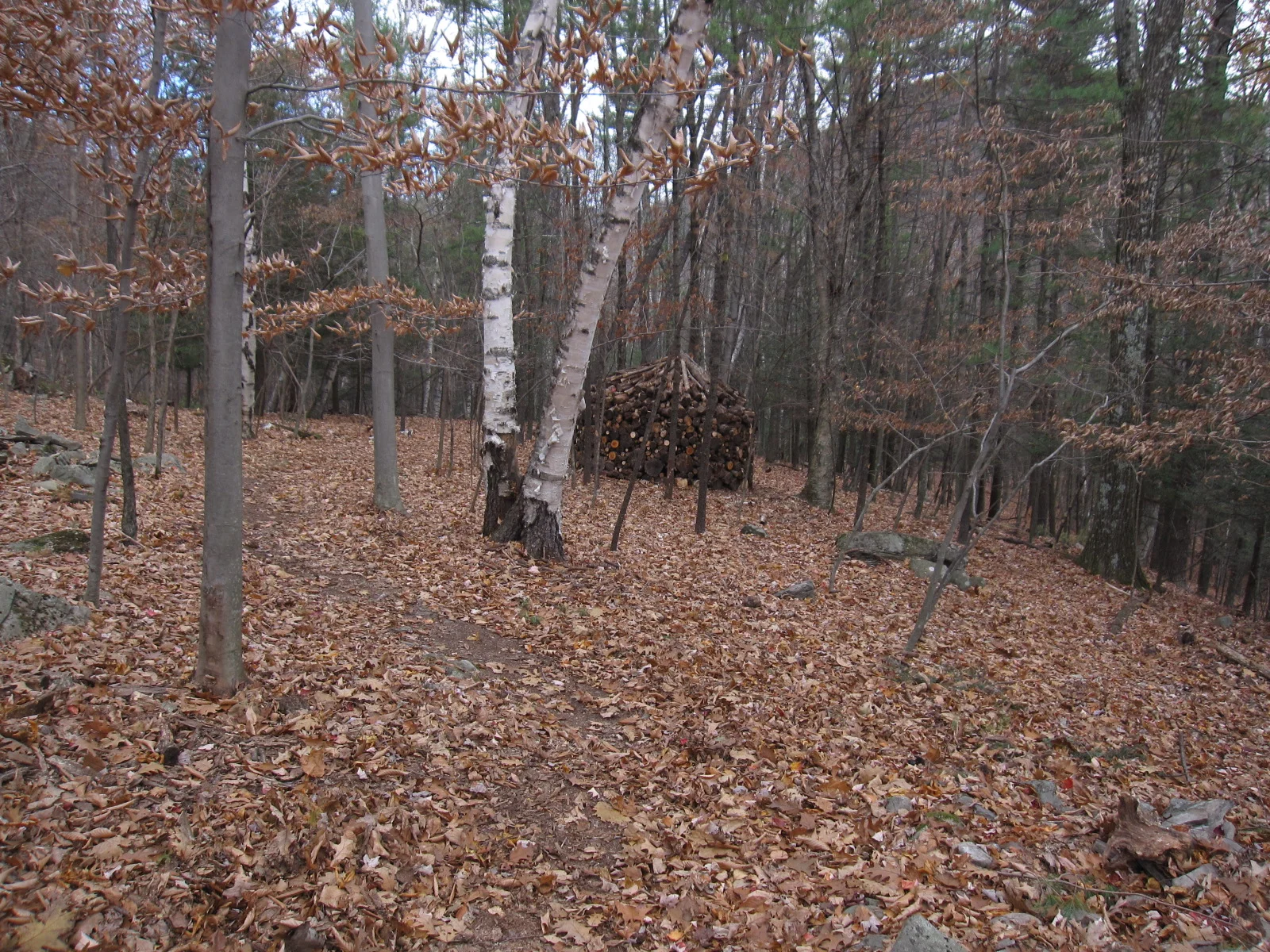   This project was created in an attempt to clean up an area of isolated woods on a client's property.&nbsp; Decades of neglect and poor management had left a forest floor riddled with down trees and half rotten logs.&nbsp; The area in question was i