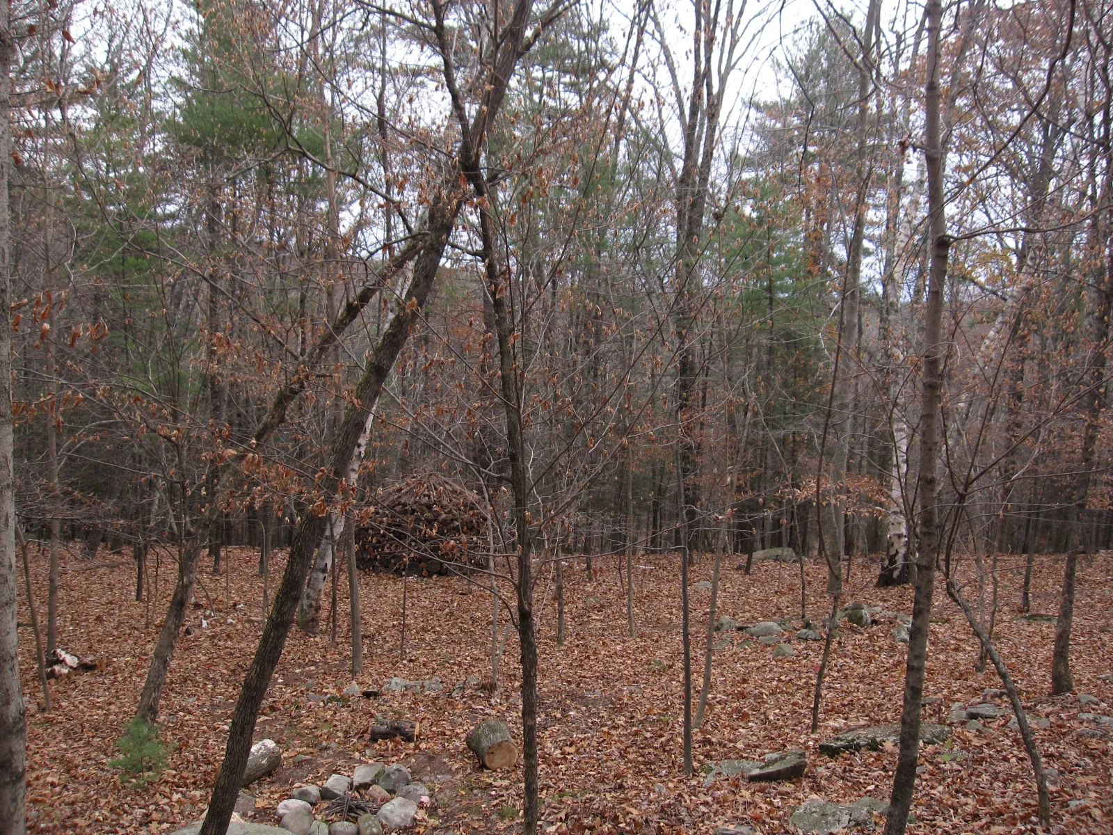   &nbsp;The forest&nbsp;now appears well managed and inviting, with a oddly compelling "destination".  