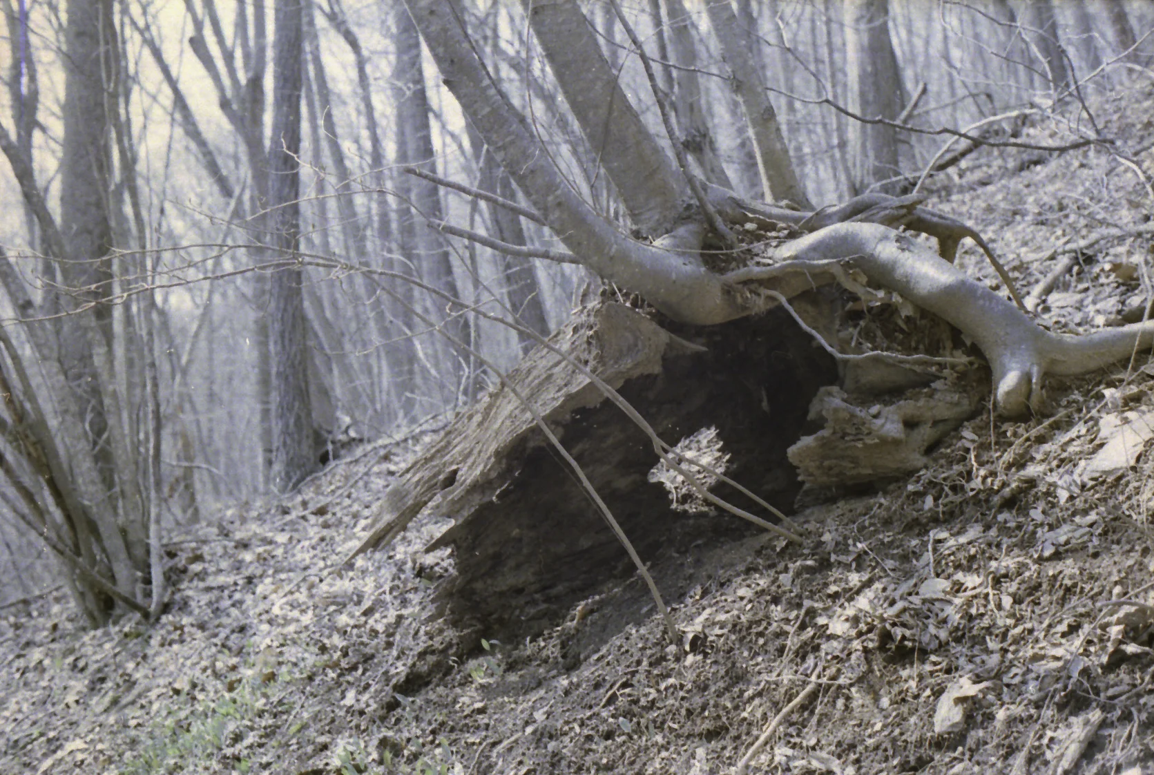  fuji pro 400H exposure (pushed 2 stops) 