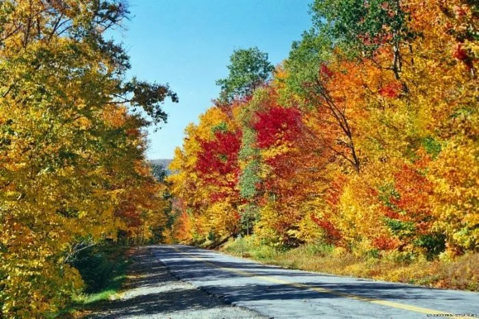 Fall5.jpg