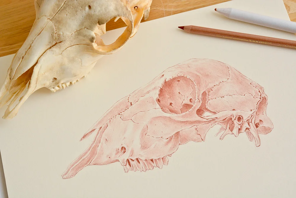 skull.jpg