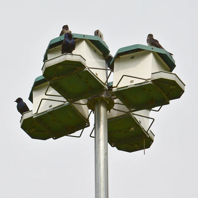 Purple Martin Houses