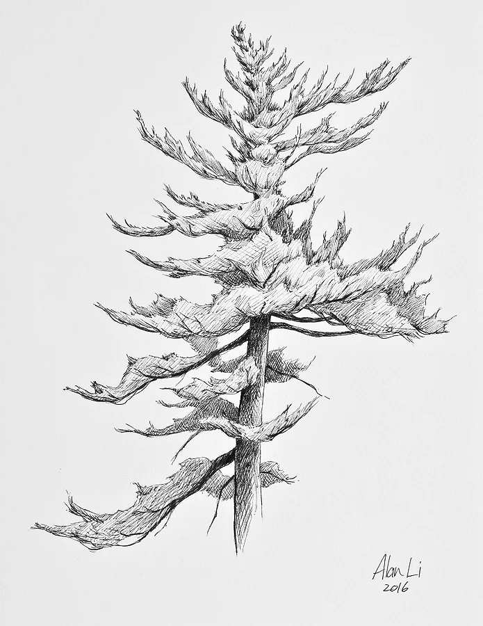 Foliage.jpg